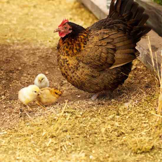 Putting Your FreeRange Chickens to Bed Mother Earth News